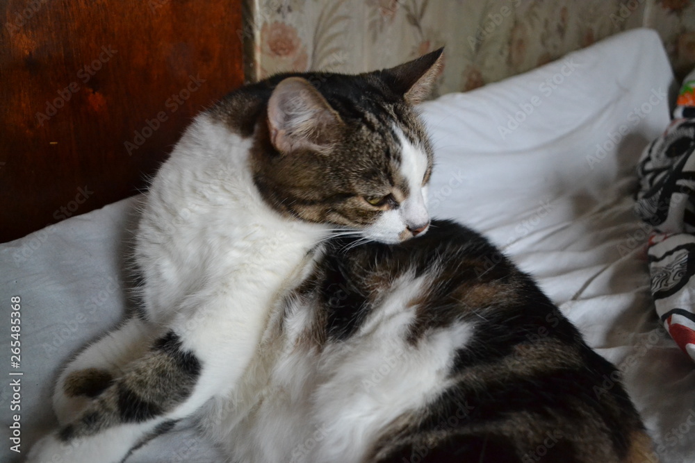 portrait of a tabby and white cat