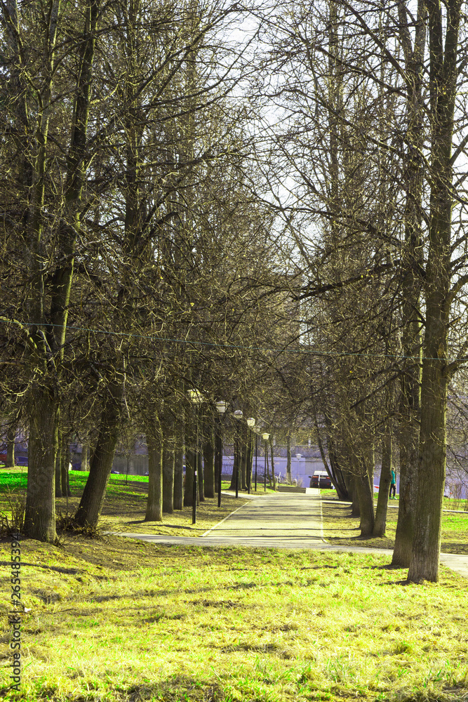 Linden alley in early spring in the city -walks in the Park residents