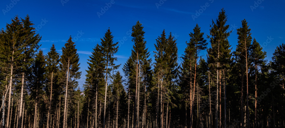 Spruce forest with blue sky Spruce forest with blue sky