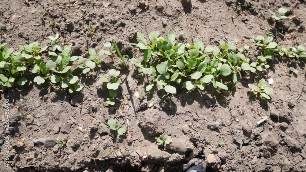 Sprouts of vegetable crops in the spring. From the black cracked earth sprouted small green shoots of vegetables Sprouts of vegetable crops in the spring. From the black cracked earth sprouted small green shoots of vegetables