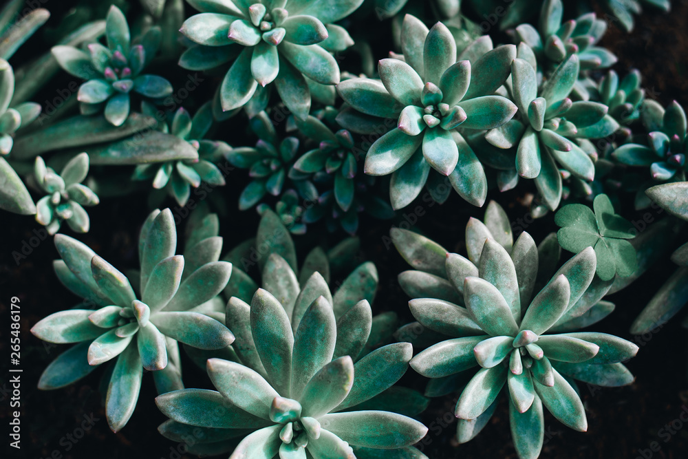 Top view of turquoise succulents on the dark background. Abstract nature floral background. Top view of turquoise succulents on the dark background. Abstract nature floral background.