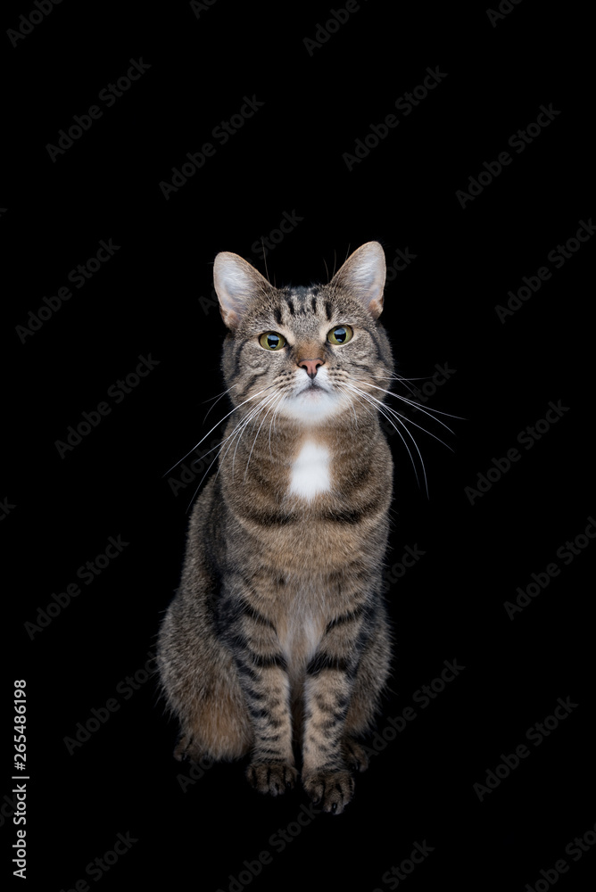 front view of tabby shorthair cat sitting in front of black studio background