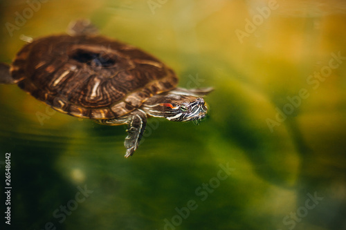 Red-eared slider/turtle swims and peeks out of green water. Look directed at the camera. Close up. Natural background.
