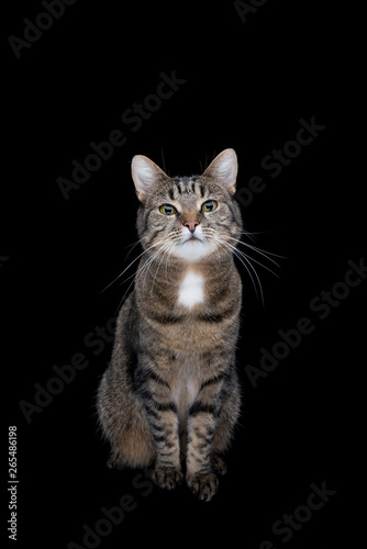 front view of tabby shorthair cat sitting in front of black studio background