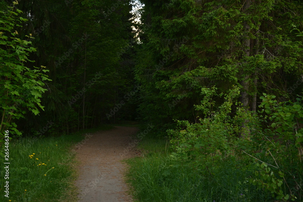 Obraz premium path in the forest