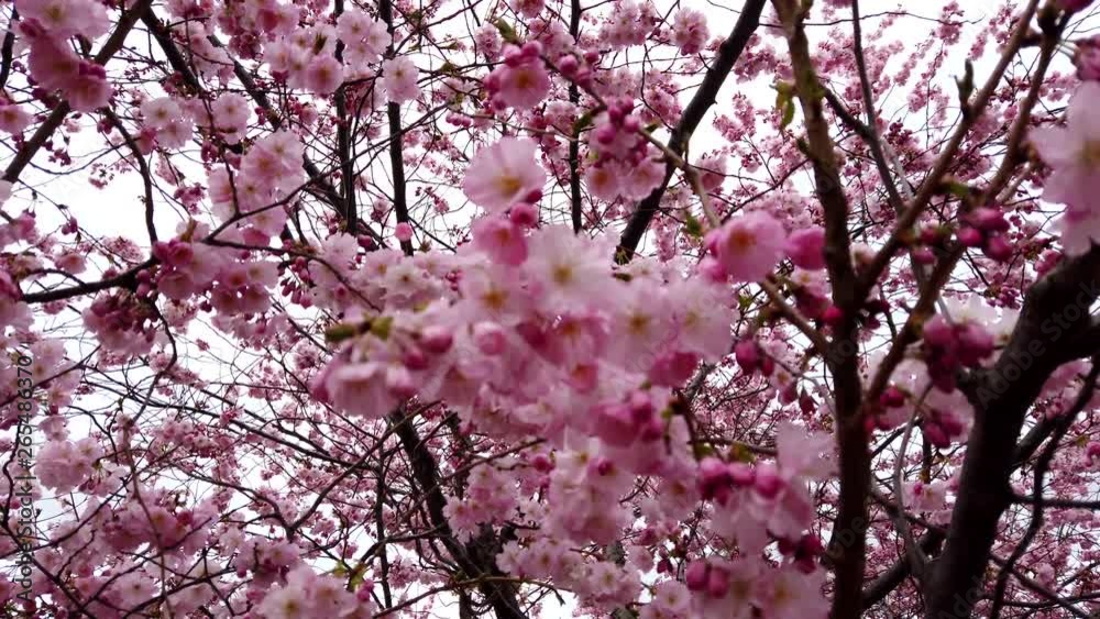 4k video Beautiful nature with moving spring cherry blossoms with pink flowers wind and branches 4k video Beautiful nature with moving spring cherry blossoms with pink flowers wind and branches