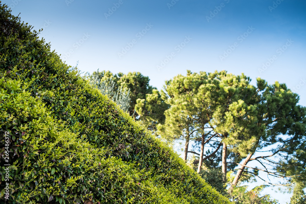 Fototapeta premium Decorative plants near the house fence