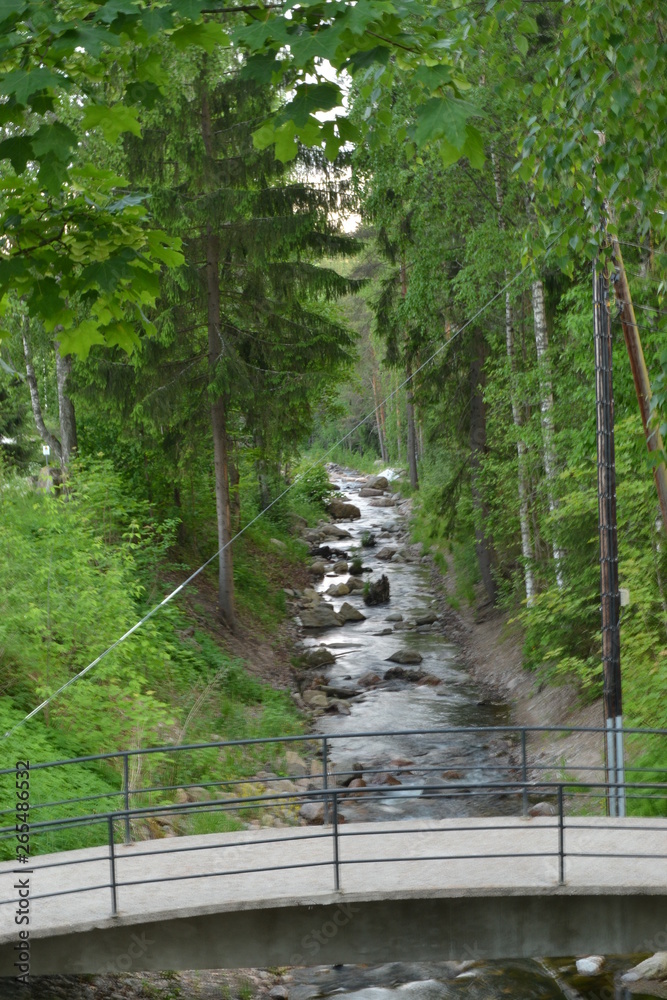 Obraz premium stream in the forest