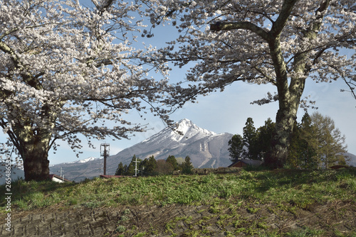 桜と雪の磐梯山