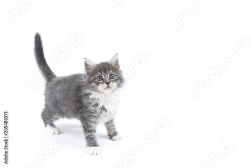 8 week old blue tabby maine coon kitten standing on all fours with tail high up in front of white background © FurryFritz