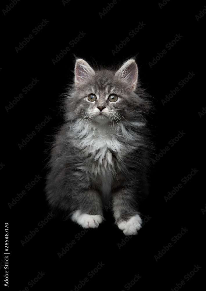 front view of an 8 week old blue tabby maine coon kitten sitting in front of black studio background