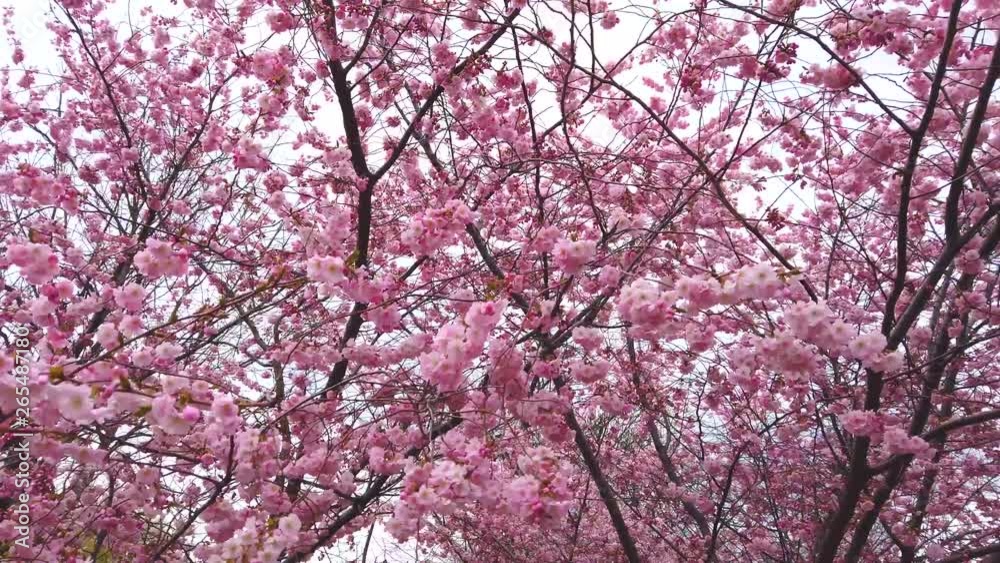 4k video Beautiful nature with moving spring cherry blossoms with pink flowers wind and branches 4k video Beautiful nature with moving spring cherry blossoms with pink flowers wind and branches