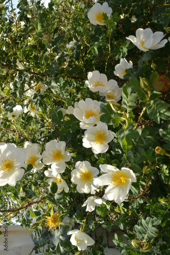 white flowers in the garden
