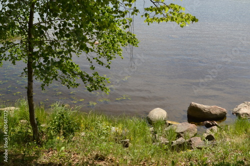 lake in the forest