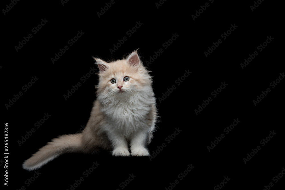 front view of an 8 week old fawn cream tabby maine coon kitten looking curious in front of black studio background