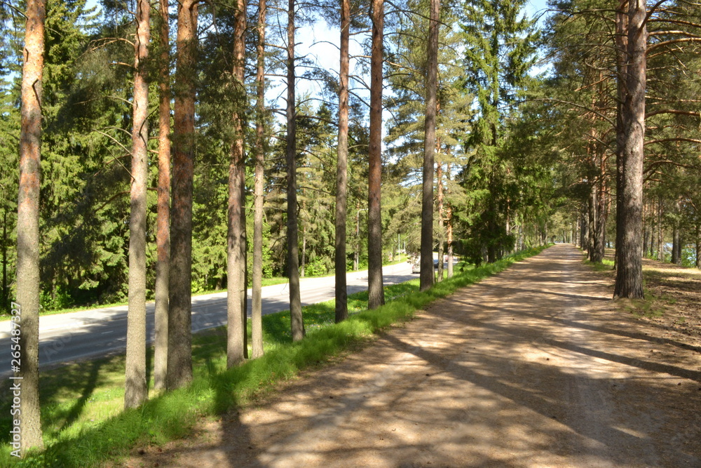 Fototapeta premium road in the forest
