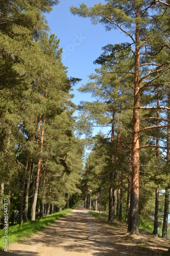 path in the forest