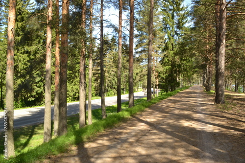 road in the forest
