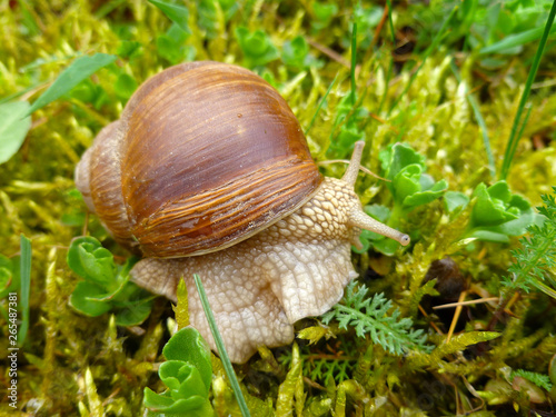 Helix pomatia, Burgundy snail, Roman snail, edible snail, escargot.Snails gliding on the wet wooden texture. Large white mollusk snails with light brown striped shell, crawling on old fallen tree. 