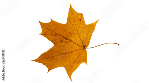 Autumn maple leaf. Isolated on white background