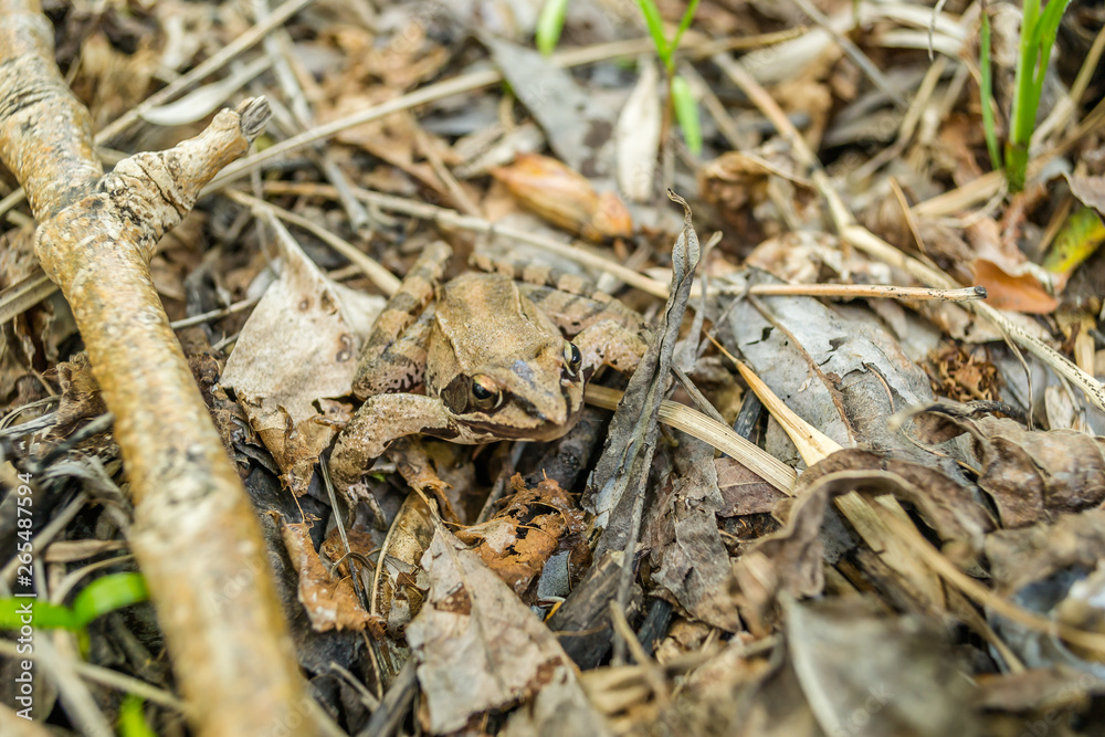 Close-up of a frog in its natural environment Close-up of a frog in its natural environment