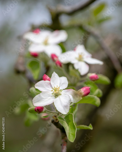 Trio of White Apple Blossoms and Red Buds