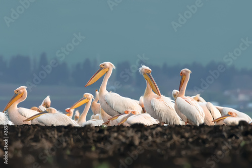 Pink pelican group in Burgas lake, Bulgaria. Great white pelican (pelecanus onocrotalus)