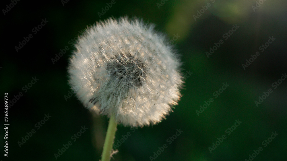 dandelion on background of green grass dandelion on background of green grass