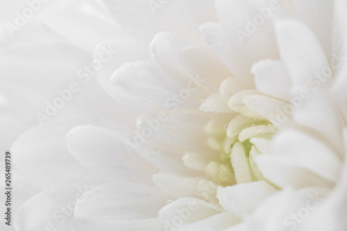 White flower macro