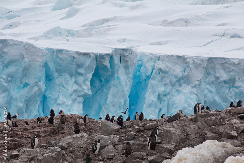 Gentoo penguins in Antarctica