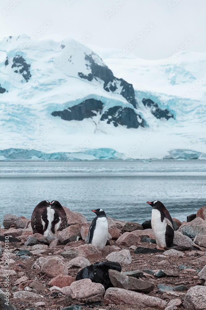 Gentoo penguins in Antarctica