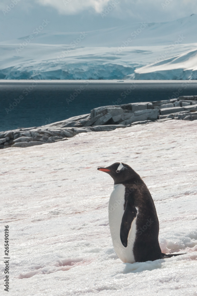 Gentoo penguins in Antarctica