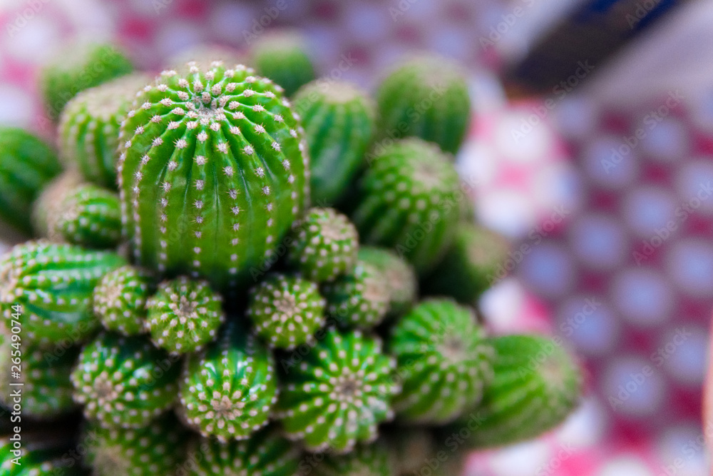 group of cactus in the pot group of cactus in the pot
