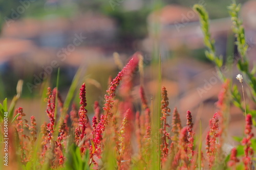 Red and green plants in the nature