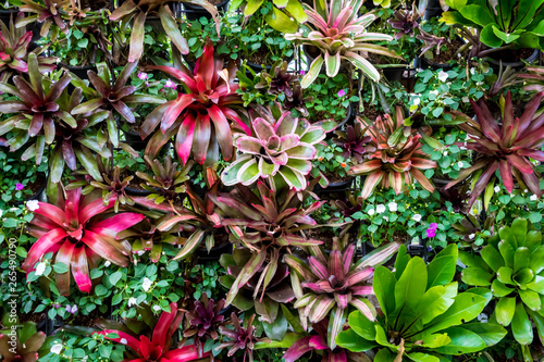 Obraz na płótnie Landscaping using Bromeliad and other plant species