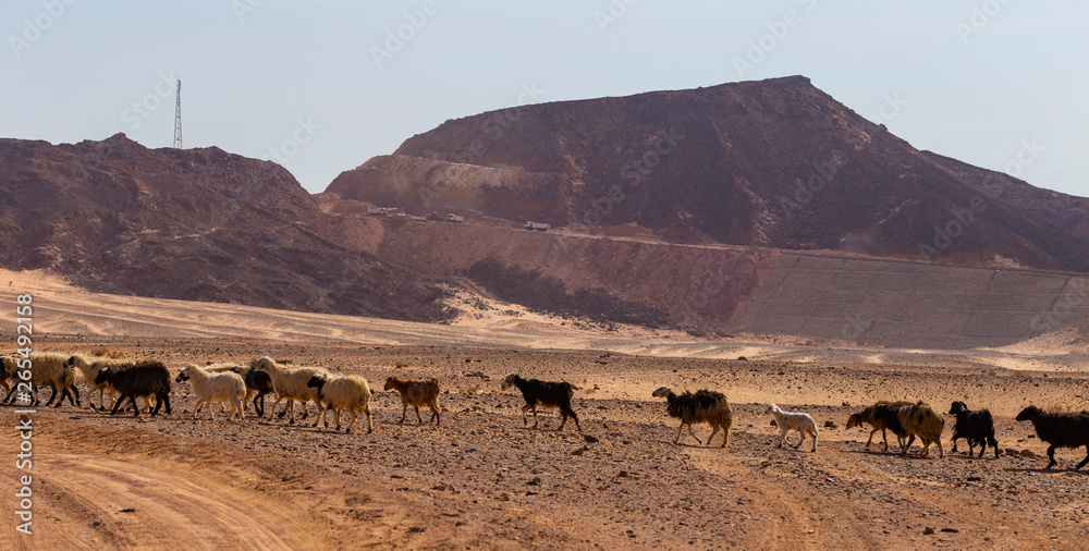 A herd of sheep and goats in the desert of the Sinai Peninsula. Animals living in extreme conditions. Egypt.