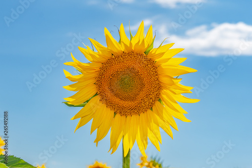 Bright yellow sunflowers on on blue sky background.