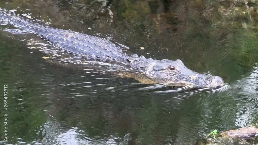 A Big Dangerous Alligator Calmly Swimming through the Dark Water with Plants of the Everglades in Florida, United States A Big Dangerous Alligator Calmly Swimming through the Dark Water with Plants of the Everglades in Florida, United States