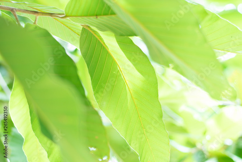 Close up. Tree leave nature background