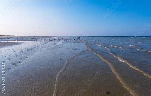 Peaceful landscape and seagulls on the famous Utah Beach in Normandy  France