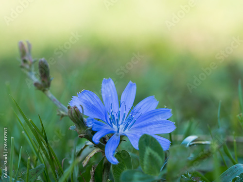 Common chicory (Cichorium intybus) blue flower on a meadow