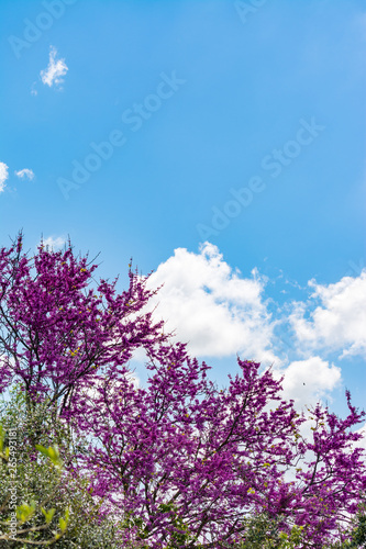 Blooming redbud tree under the blue sky
