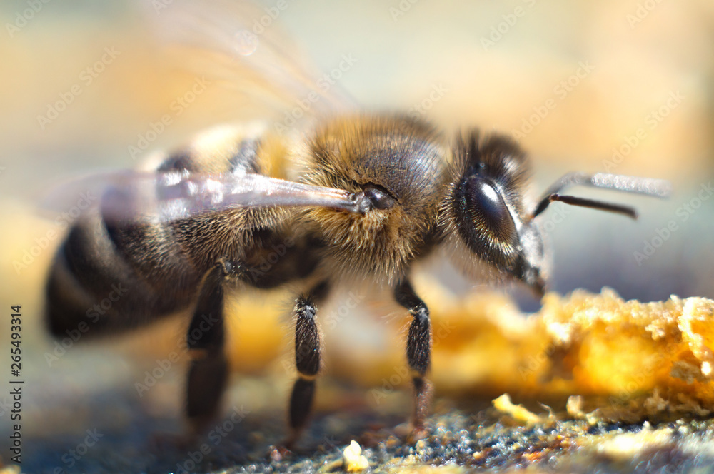 A large yellow bee collects spring nectar from blooming flowers. Insect in the wild close up. Macrophotography A large yellow bee collects spring nectar from blooming flowers. Insect in the wild close up. Macrophotography