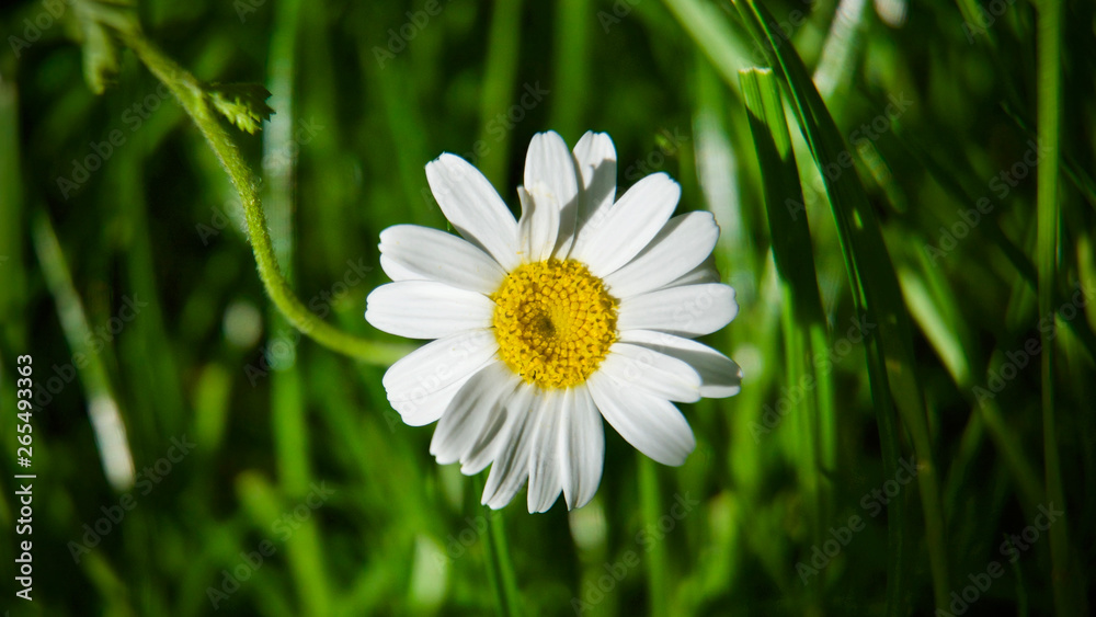 wild daisy flower blooming in spring