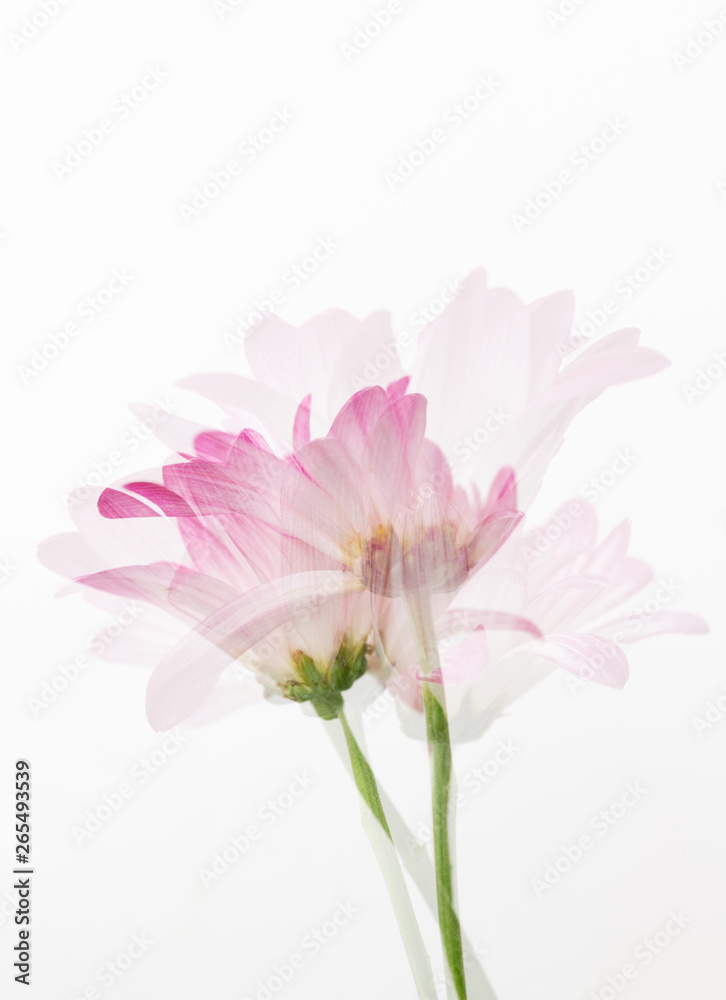 Pink Chrysanthemum Flowers on White Background