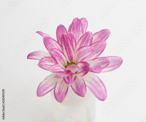 Pink Chrysanthemum Flowers on White Background