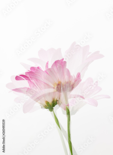 Pink Chrysanthemum Flowers on White Background