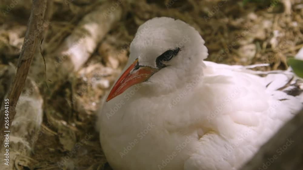 Extreme close-up still front shot of beautiful hungry-looking red-billed tropicbird lying on nesting ground under tree cover, Lady Elliot Island, Great Barrier Reef Extreme close-up still front shot of beautiful hungry-looking red-billed tropicbird lying on nesting ground under tree cover, Lady Elliot Island, Great Barrier Reef