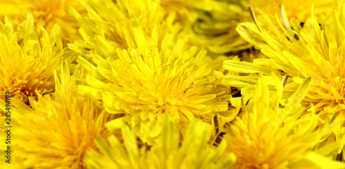 Background with yellow dandelions form homeopathy