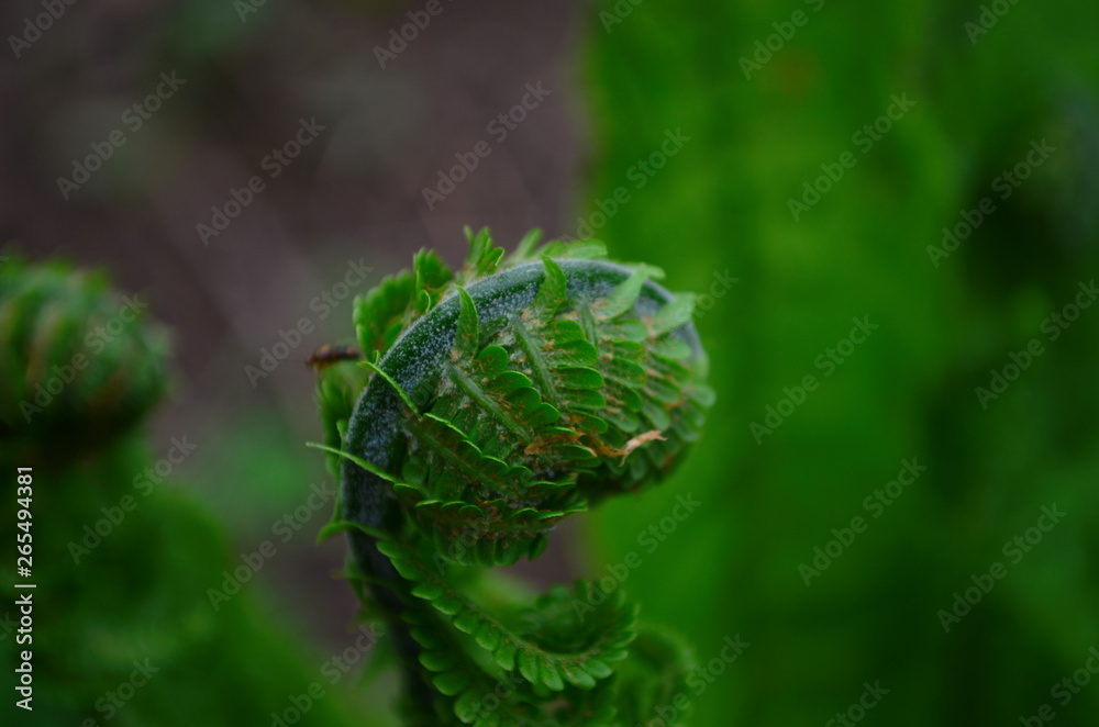 spring plants, the sprout of a young fresh green fern spring plants, the sprout of a young fresh green fern
